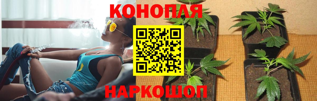 Канабис Гулькевичи